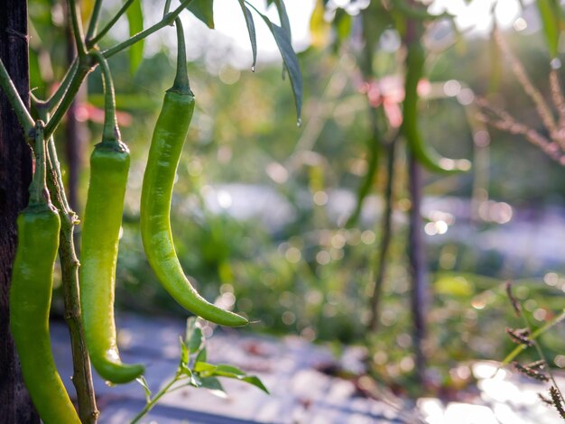 Foto chile verde en el jardín chile verde orgánico creciendo en el árbol de chile