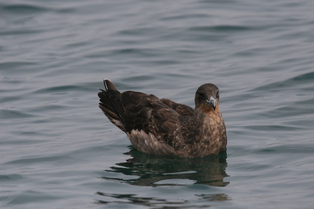 Foto chilenische skua, die auf ozeanoberfläche sitzen