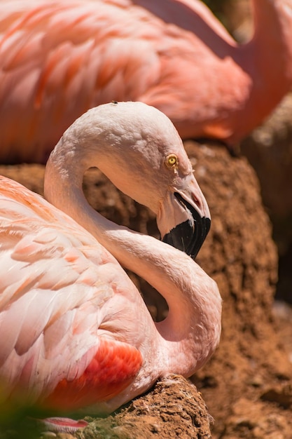 Chilenischer Flamingo Phoenicopterus chilensis mit Sonnenlicht auf einem Nest liegend