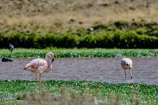 Chilenischer Flamingo Phoenicopterus chilensis