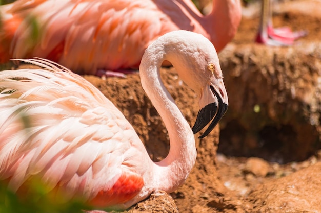 Chilenischer Flamingo