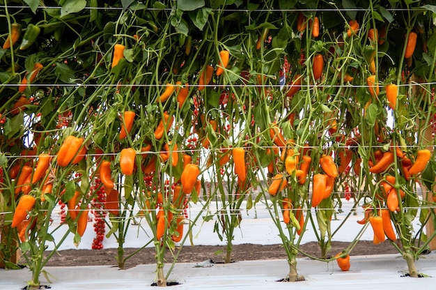 Chiles habaneros anaranjados que crecen en un invernadero