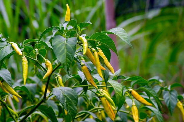 Chiles jóvenes en su árbol, foco seleccionado