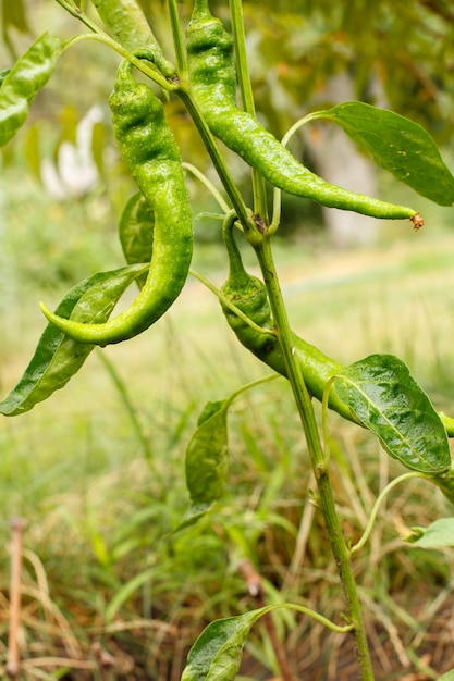 Chiles madurando en un arbusto en el jardín