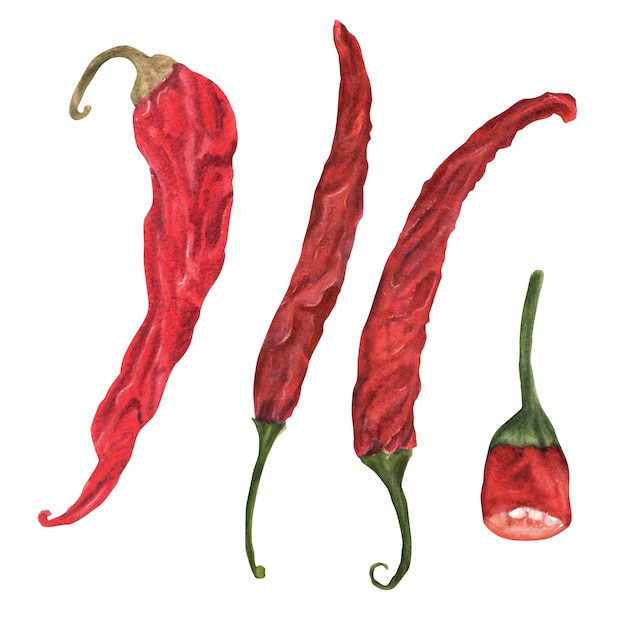 Chiles picantes de acuarela dibujados a mano