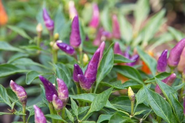 Chiles que crecen en un jardín.