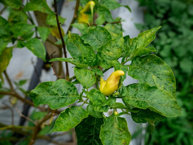 chiles que están creciendo bien y listos para ser cosechados