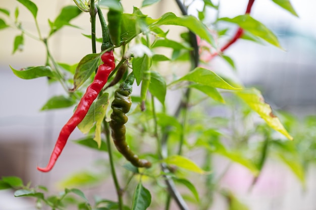 Chiles rojos y verdes que crecen en una planta