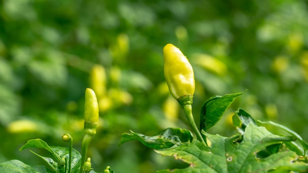 Chiles de Sri Lanka en el árbol