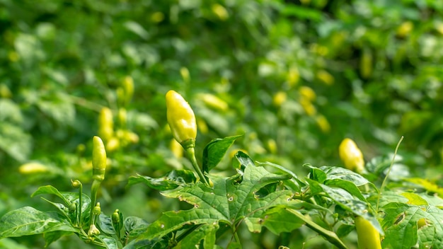 Chiles de Sri Lanka en el árbol