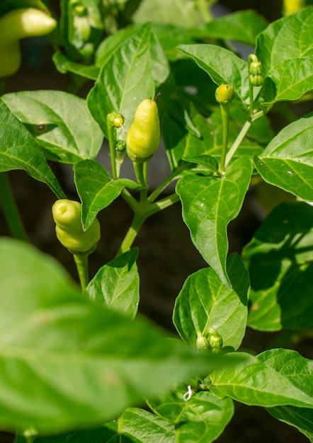 Foto los chiles también chile chile pimiento chile o chile son variedades de las bayas