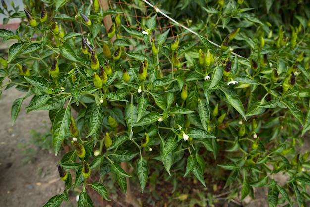 Chiles verdes crudos en los árboles