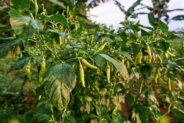 Los chiles verdes maduros listos para cosechar están en el jardín El chile está listo para ser recogido