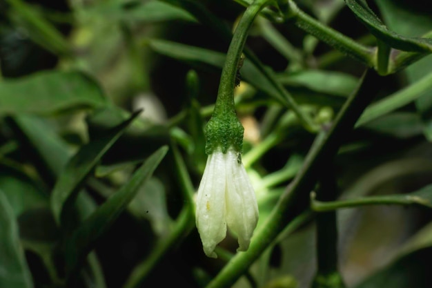 Chili flor blanca e insectos destruyen plantas