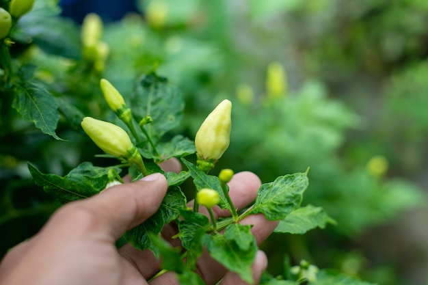 Chili fresco en huerta orgánica.