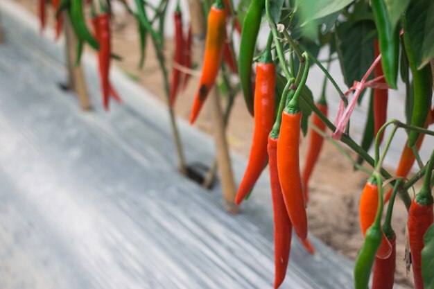 Chili im Garten