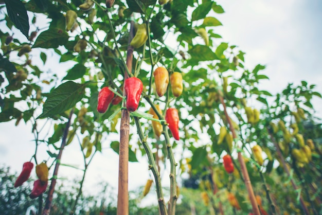 Chili na trama livre de produtos químicos.