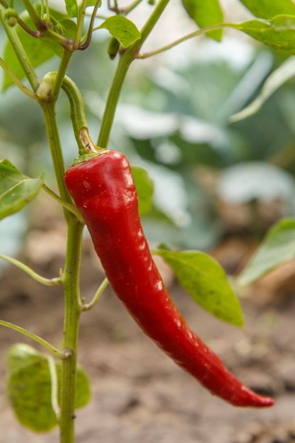 Chilipfeffer, der auf einem Busch im Garten reift