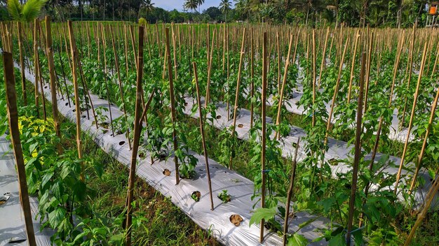 Chilipflanzen mit einem Gartenbausystem