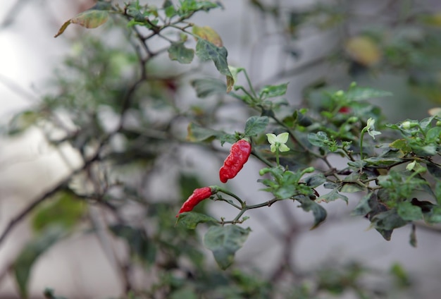 Chilis auf einem Baum