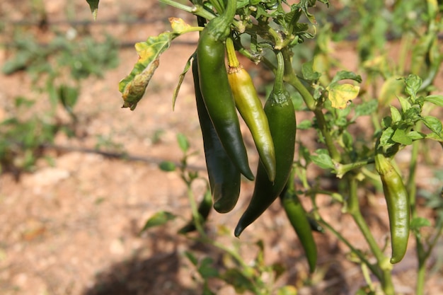 Chilischoten im Garten anbauen