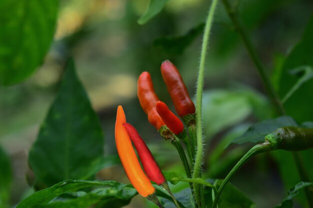 Chilischoten sind frische rote Paprika im Garten