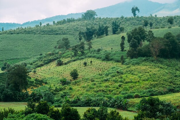 Chilli-Farm in einem schönen Tal in Thailand