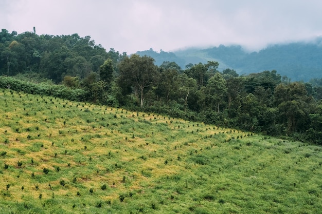 Chilli-Farm in einem wunderschönen Tal in Thailand