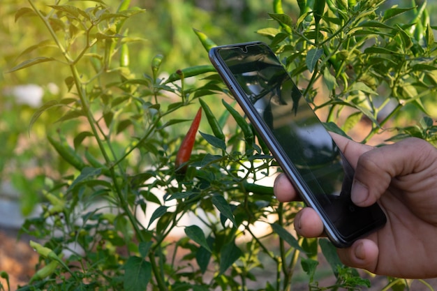 Chilli na fazenda Os agricultores usam telefones celulares para monitorar os produtos agrícolas através de redes sem fios