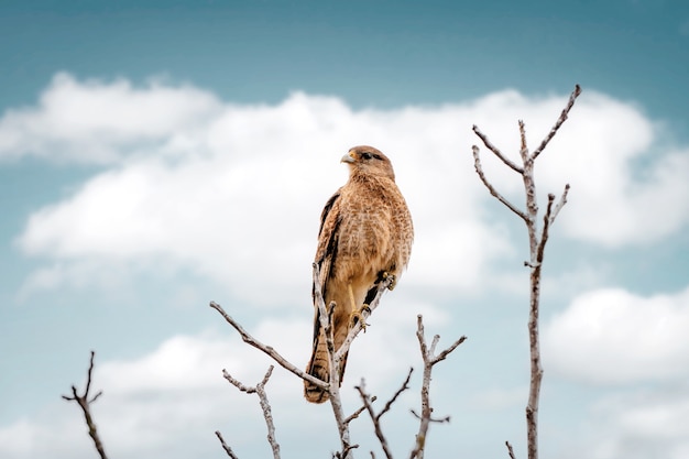 Chimango Caracara oder Milvago Chimango Vogel auf einem Baum mit Wolken Hintergrund Chile