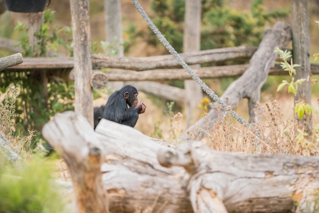 Foto chimpancé común con hielo