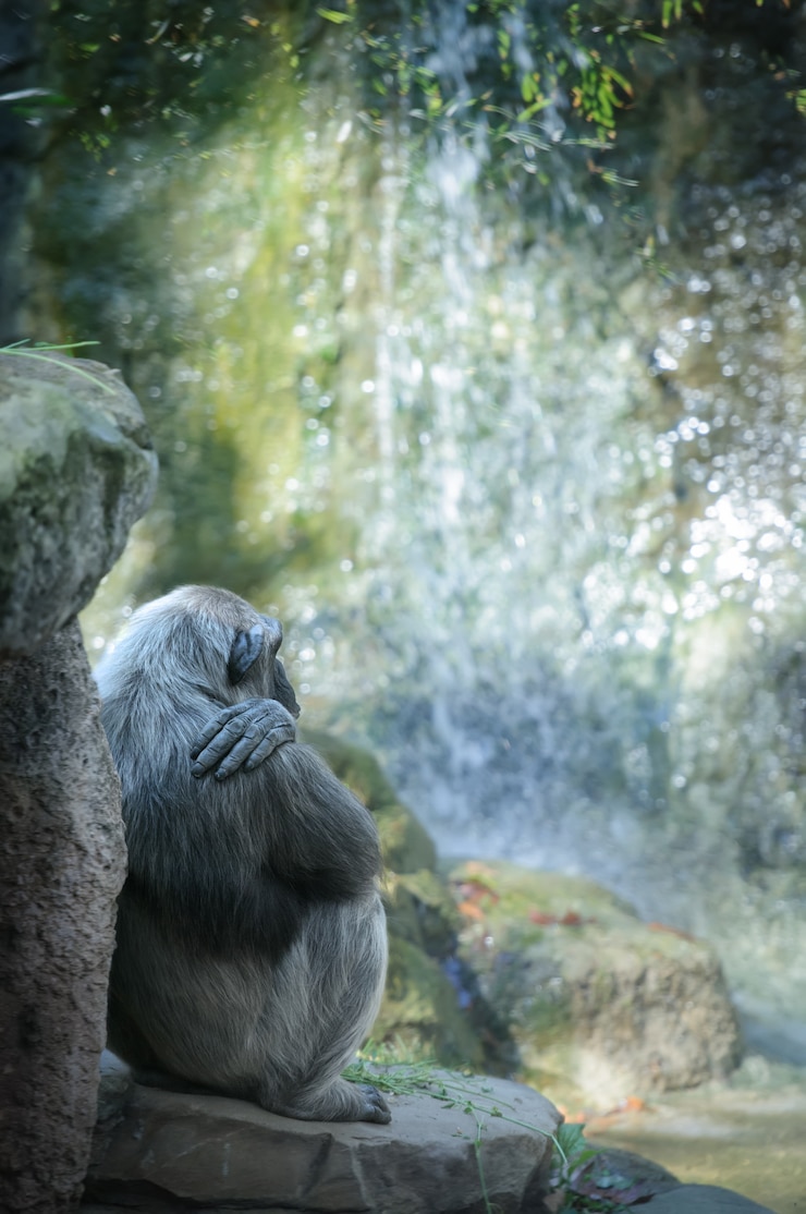 Foto el chimpancé descansa frente a la cascada
