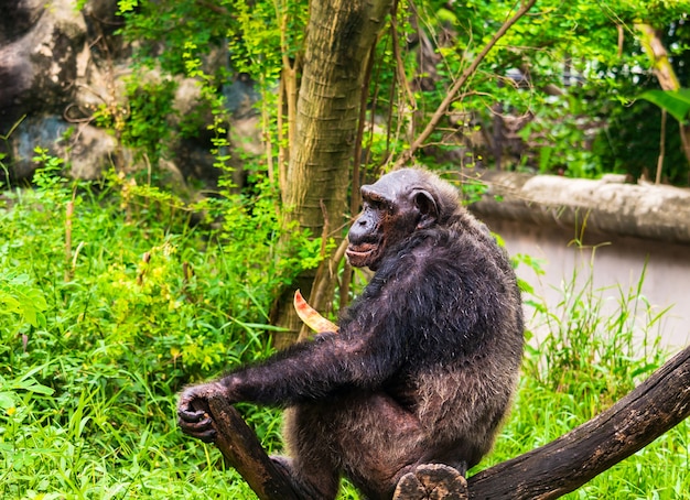 El chimpancé está comiendo fruta deliciosa