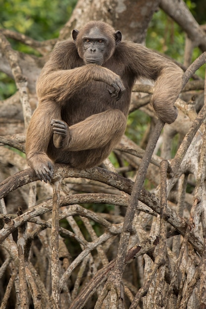 chimpancé en el hábitat natural chimpancé en el congo