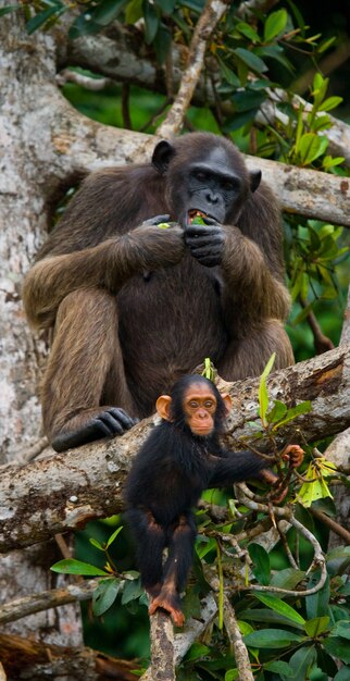 Foto chimpancé hembra con un bebé en los árboles de mangle