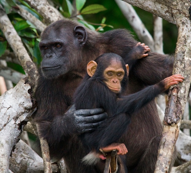 Chimpancé hembra con un bebé en los árboles de mangle