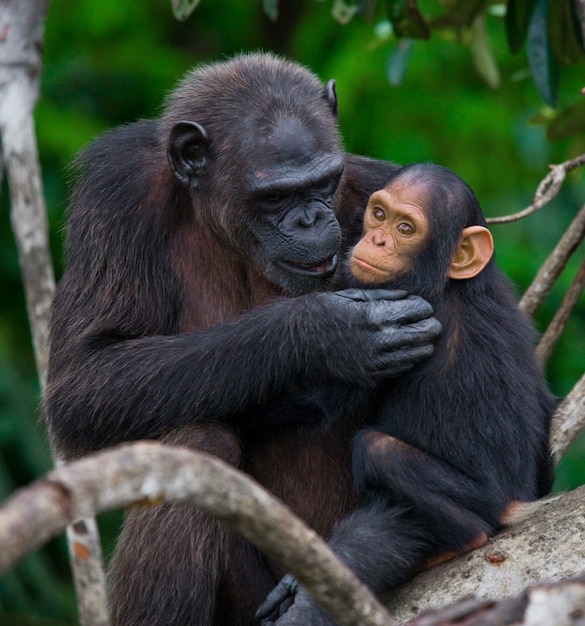 Chimpancé hembra con un bebé en los árboles de mangle