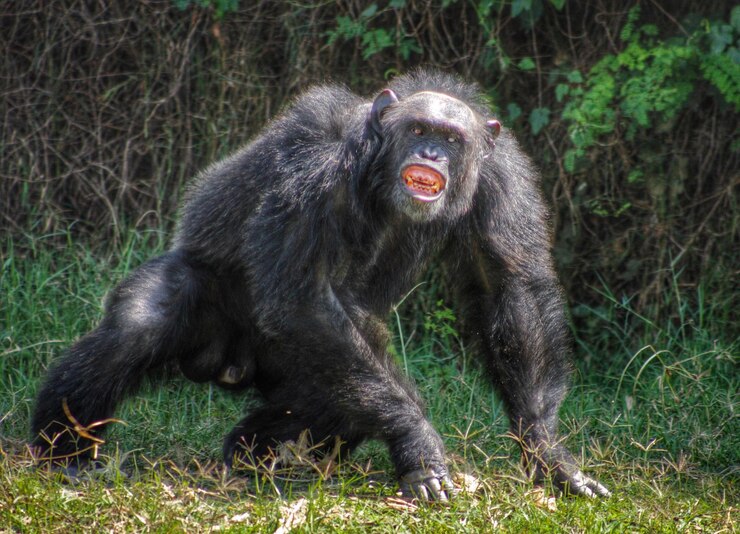 Foto un chimpancé en la hierba contra las plantas.