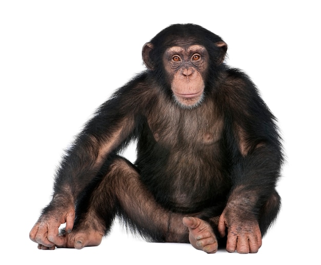 Foto chimpancé joven delante de un fondo blanco