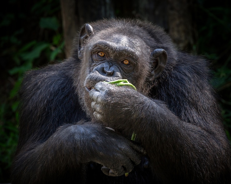 Foto el chimpancé macho está comiendo en la atmósfera natural del zoológico.