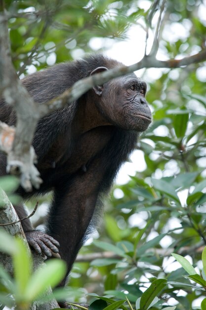 Chimpancé macho en ramas de manglar