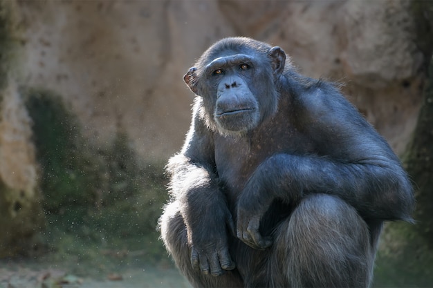 Foto el chimpancé mira con atención