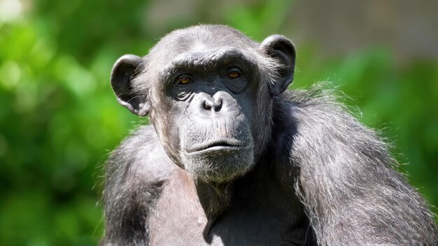 Un chimpancé mira a la cámara.