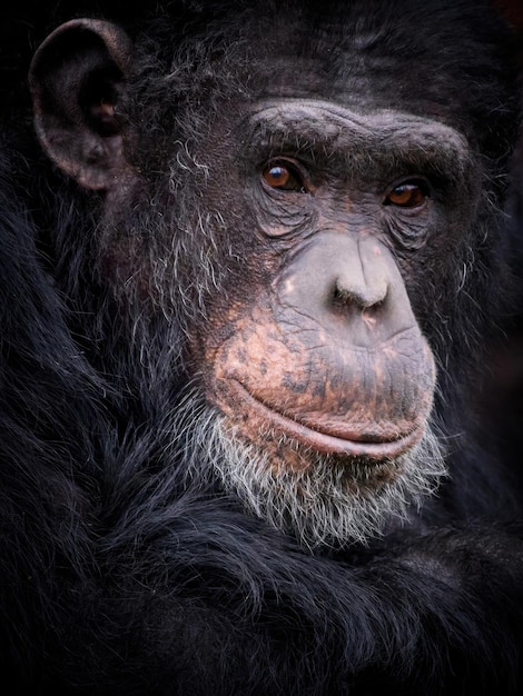 Foto chimpancé pan troglodytes