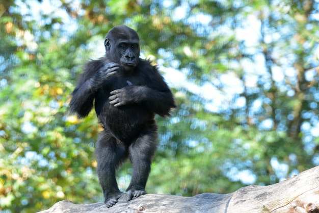 Foto un chimpancé de pie en una rama