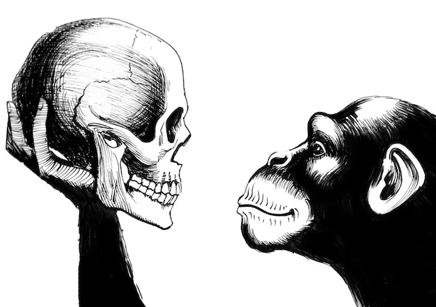 Chimpancé sosteniendo un cráneo humano. dibujo a tinta en blanco y negro