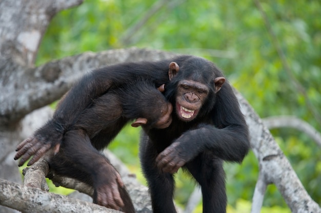 Los chimpancés están jugando entre ellos