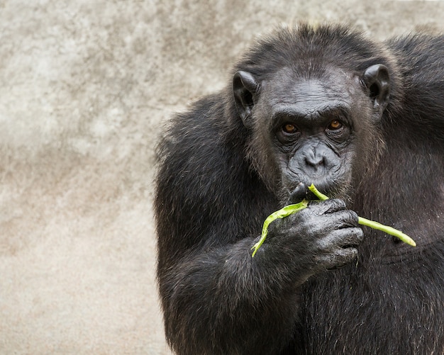 Foto los chimpancés jóvenes están comiendo.