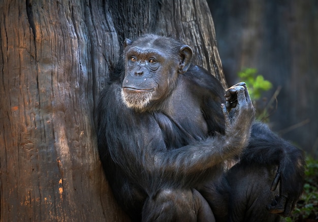 Los chimpancés se relajan en la atmósfera natural