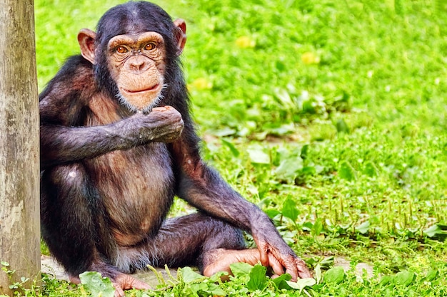 Macaco Chimpanzé Em Jejum No Zoológico Foto Royalty Free, Gravuras, Imagens  e Banco de fotografias. Image 107142000